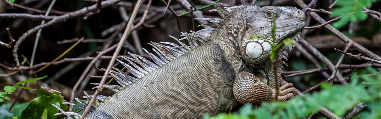 did-you-know-Leguan